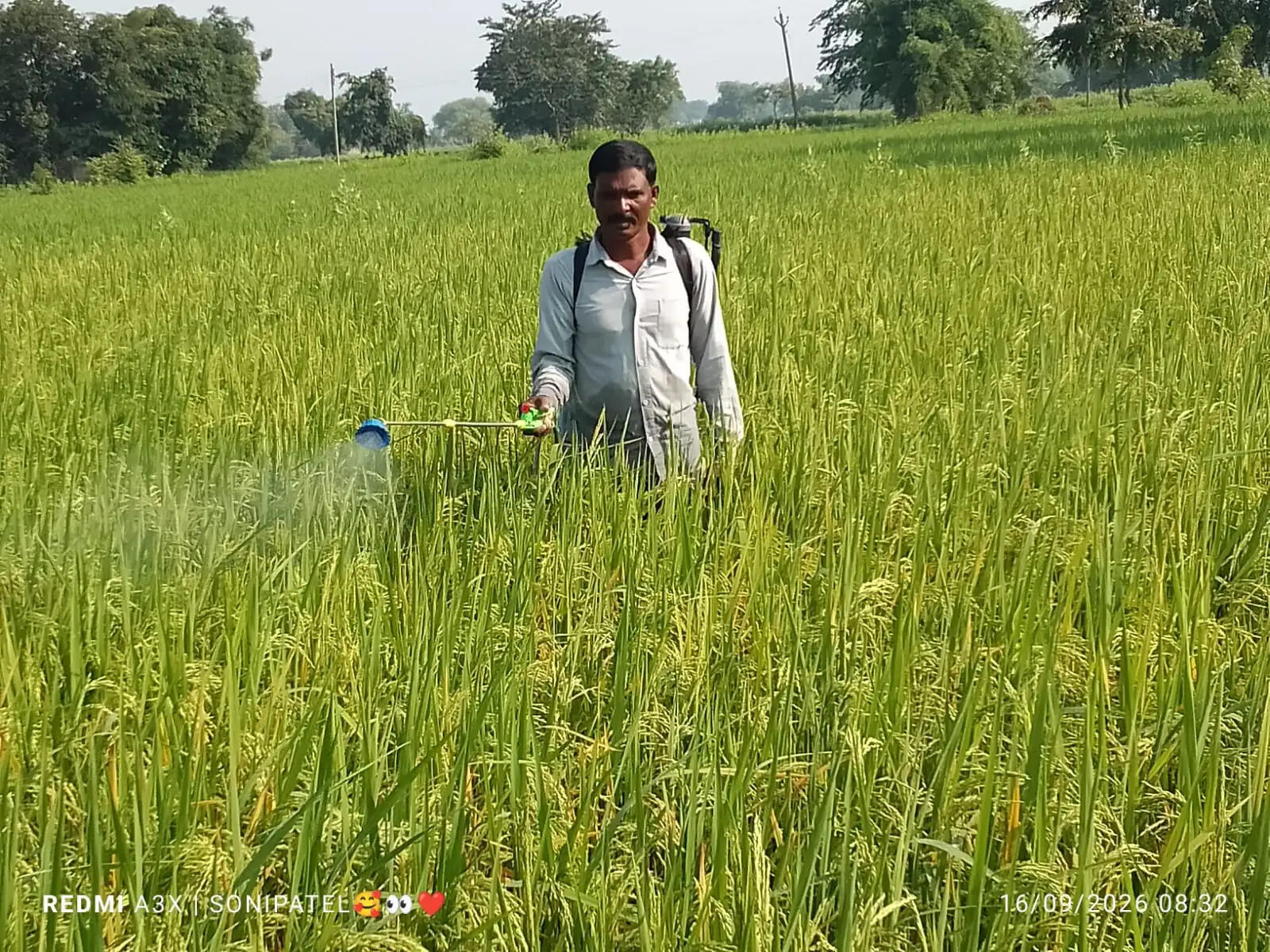 कीट प्रकोप से धान की फसल प्रभावित, किसान परेशान
