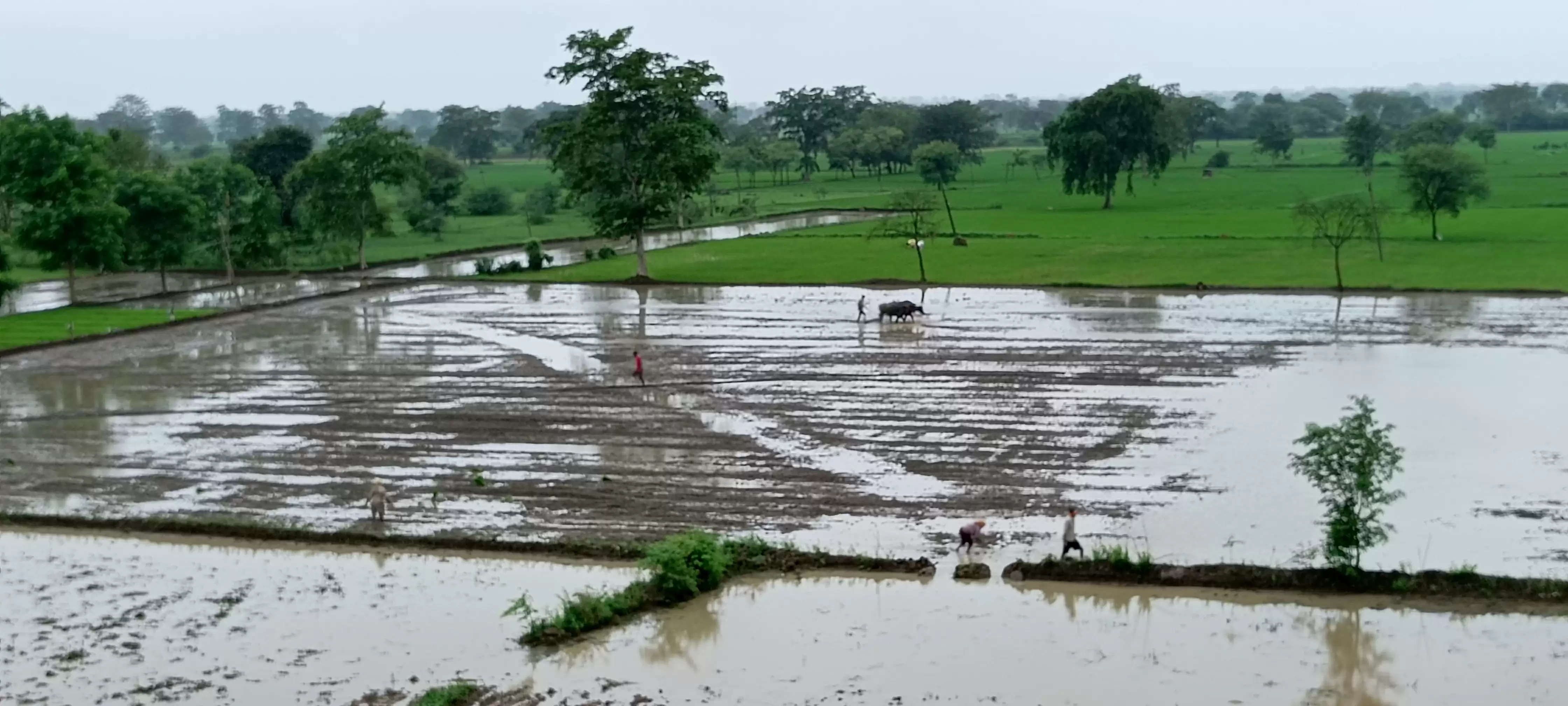 सावन की झड़ी से किसानों के चेहरे खिले