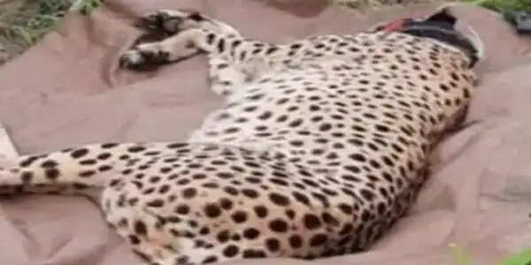 कूनो में मादा चीता आशा के 8 माह के शावक की मौत, वन विभाग की टीम को मिला शव