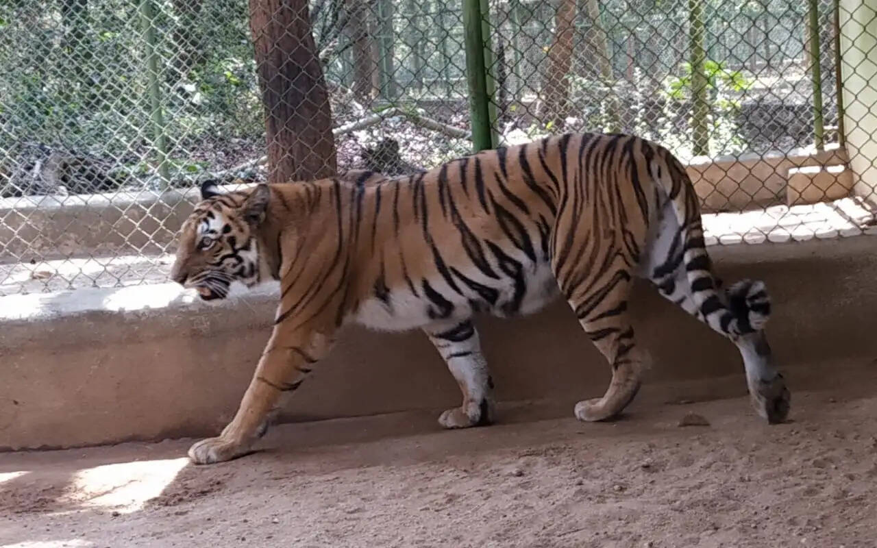 रांची के बिरसा मुंडा चिड़ियाघर में मांस आपूर्ति ठप, दूसरी बार टेंडर रद्द होने से बढ़ी चिंता