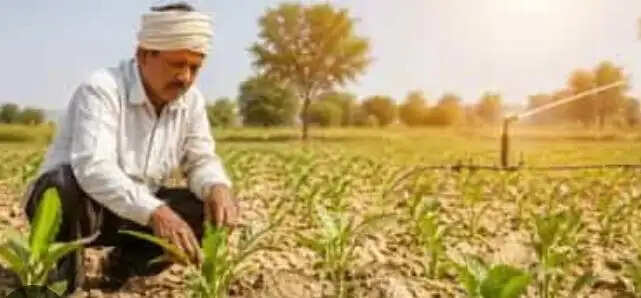 तापमान में उतार-चढ़ाव से कीट-रोग प्रकोप बढ़ने की आशंका, किसानों को सतर्क रहने की सलाह