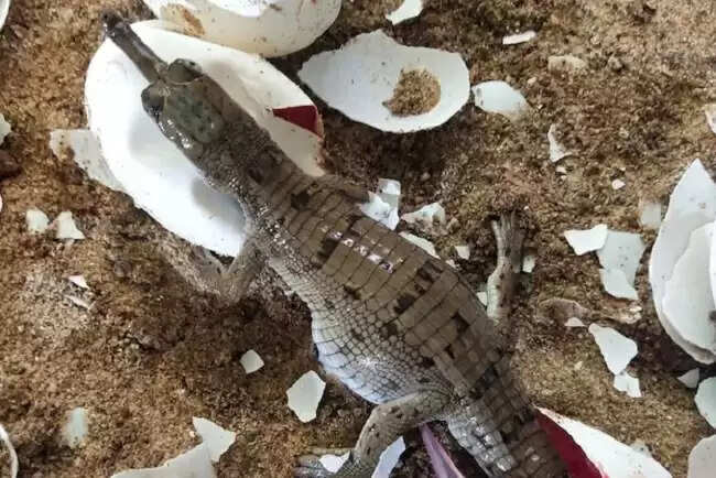 राष्ट्रीय चम्बल अभयारण्य की घड़ियाल संरक्षण की दिशा में शानदार उपलब्धि