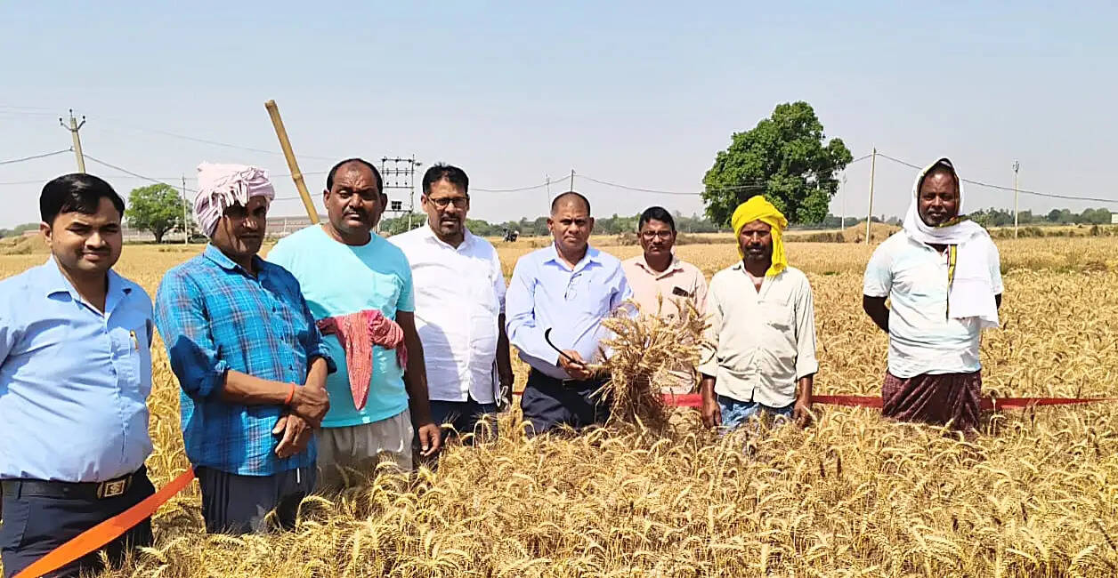 गेहूँ फसल कटनी प्रयोग में औसत उपज 48 क्विंटल प्रति हेक्टेयर