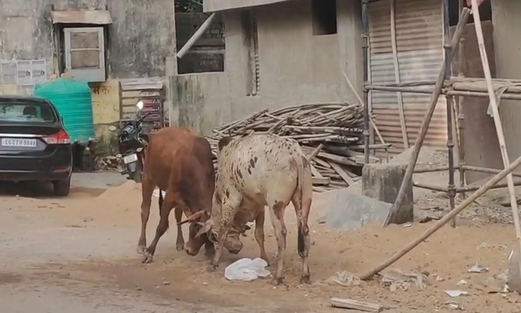 बीच बाजार मची अफरा-तफरी, फल-सब्जियां सड़क पर बिखरीं; मवेशियों का आतंक
