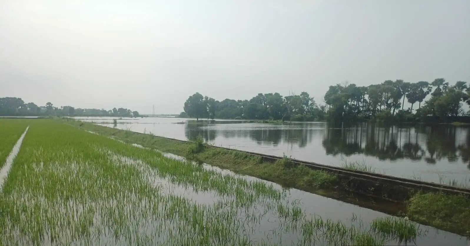 बीएयू में 67 एकड़ में रोपित धान की फसल पूरी तरह जलमग्न