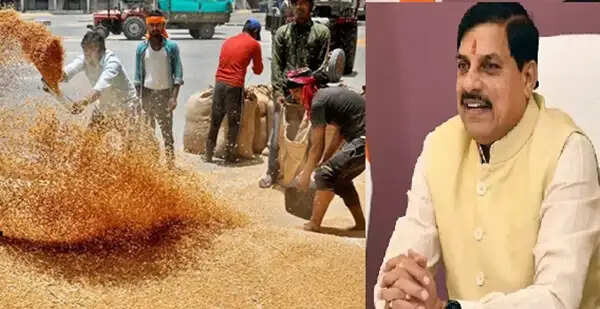 मप्र में अब तक 80 लाख मीट्रिक टन से अधिक गेहूं उपार्जन के लिए स्लॉट बुक