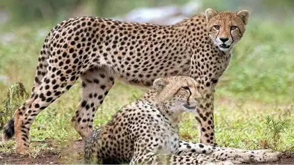 अंतरराष्ट्रीय चीता दिवस पर मध्‍य प्रदेश के कूनो में 4 दिसम्बर को छोड़ जाएंगे तीन चीते