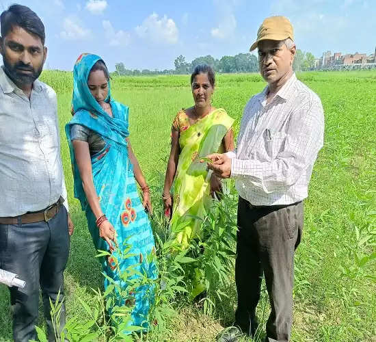 अरहर फसल को सुरक्षित करने को नीम की पत्ती का घोल बनाकर करें छिड़काव : डॉ. किशोर