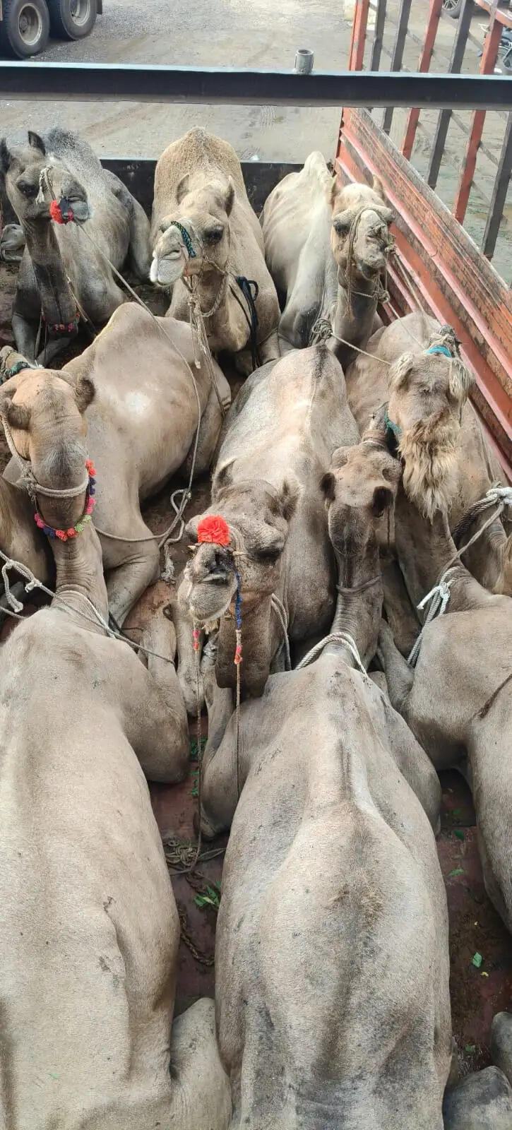 नूंह पुलिस नेे पशु तस्करों के चंगुल से नौ ऊंट व 13 गोवंश कराए मुक्त
