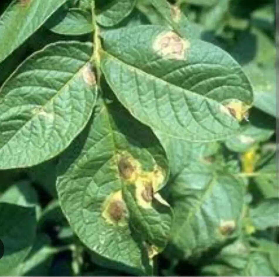 आलू फसल में झुलसा रोग लगने को लेकर वैज्ञानिकों ने जारी की एडवाइजरी