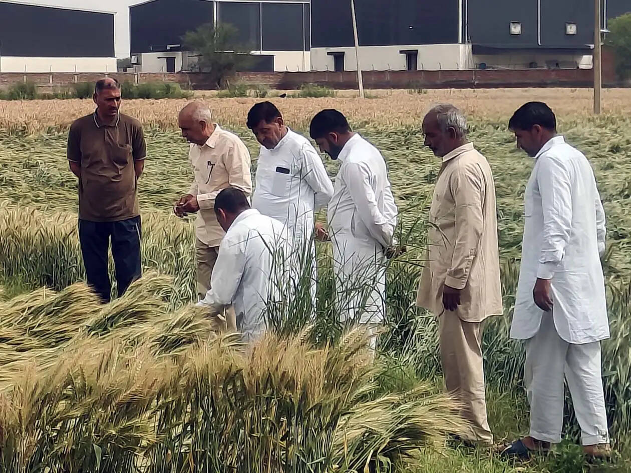 हिसार : फसलों की तुरंत गिरदावरी करके 50 हजार रुपये प्रति एकड़ मुआवजा दे सरकार : संपत सिंह