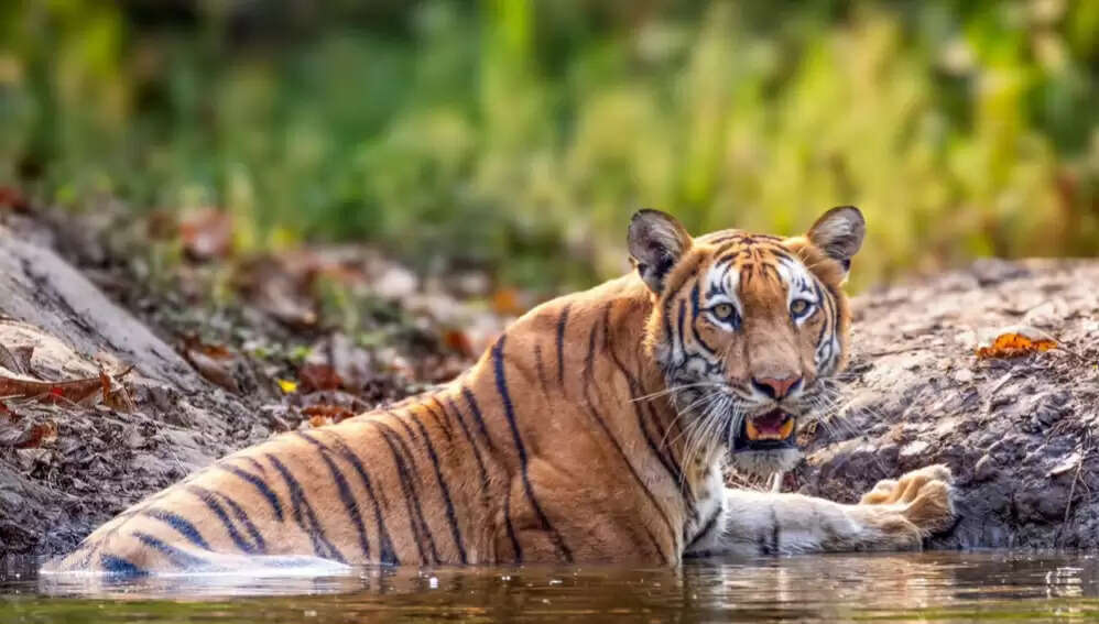 नेपाल में शुरू हुई बाघों की गणना, 2300 कैमरे लगाए गए