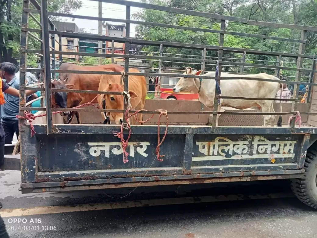 कोरबा : सड़कों से मवेशी हटाने का कार्य लगातार जारी, पशुपालकों को हिदायत - सड़को पर न छोड़े अपने मवेशी