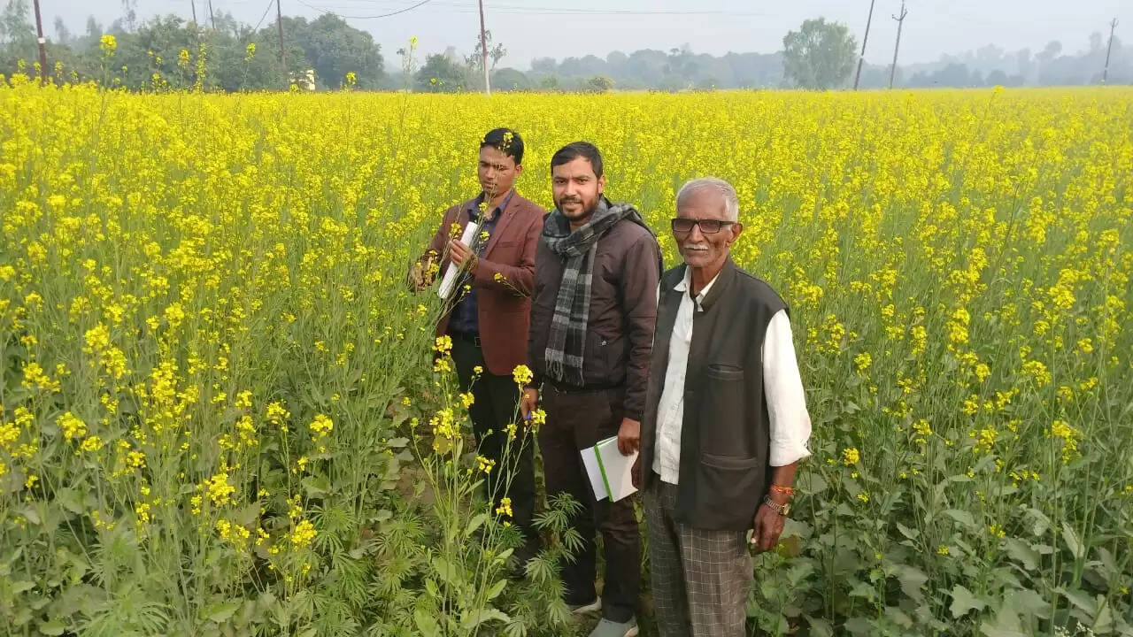 किसानों की मुश्किलें बढ़ीं , कोहरे से आलू व सरसों की फसलों में रोग का खतरा