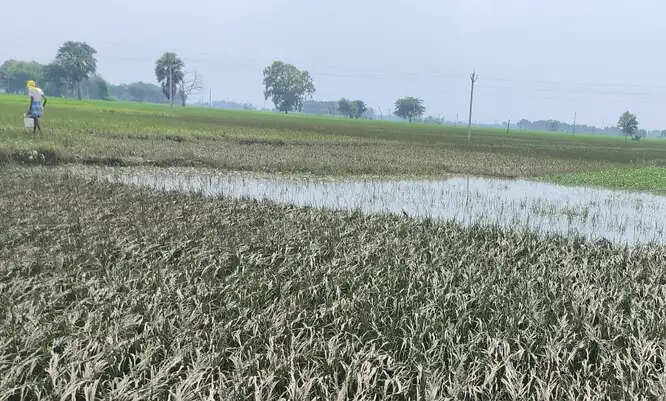 बस्तर में बाढ़ का असर : पानी उतरते ही खेतों में सड़ने लगी धान की फसल, किसानों ने मांगा सर्वे व राहत