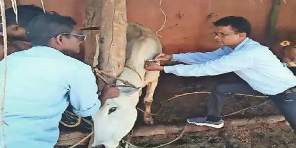 बलौदाबाजार : गौवंशीय व भैंसवंशीय पशुओं का किया जा रहा टीकाकरण