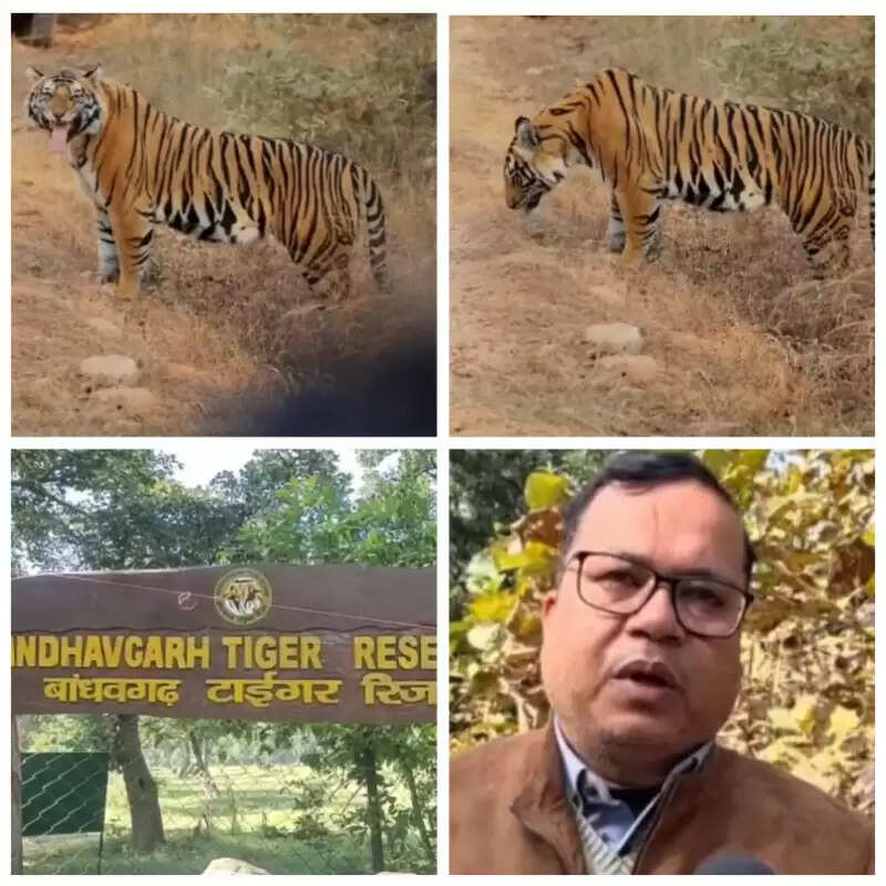 उमरिया: बांधवगढ़ टाइगर रिजर्व में बाघ का दिखा अलग नजारा, पर्यटक हुए रोमांचित