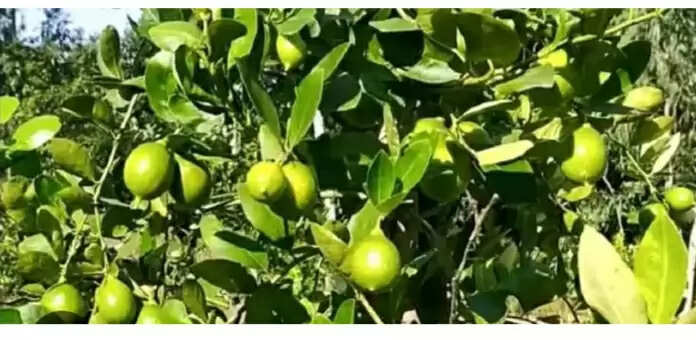 चंबल के बीहड़ों में बदलाव का नया दौर: बंजर जमीन पर फलों की मीठी खुशबू