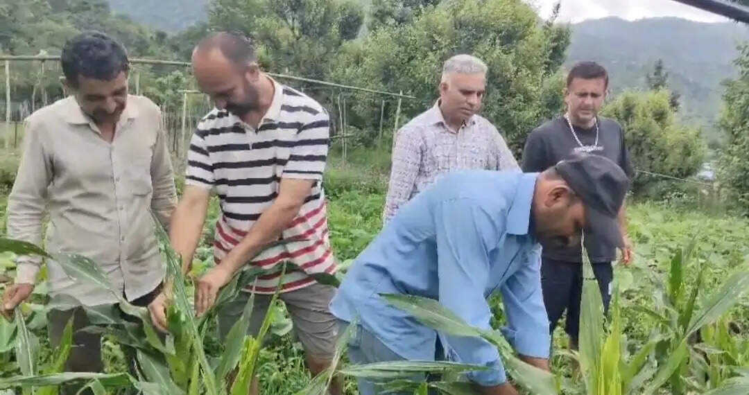 सिरमौर के कई क्षेत्र में मक्की की फसल में कीड़े लगने से नुकसान