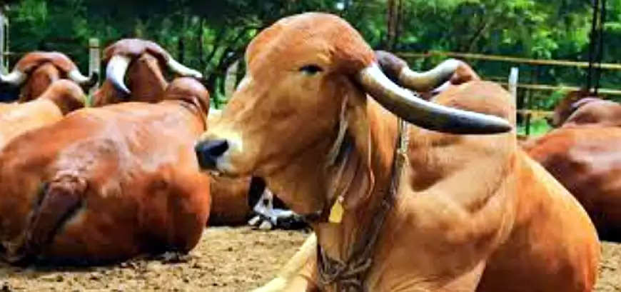 गो आधारित वैश्विक निवेश राजस्थान इकाई का सम्मेलन 1 जुलाई को