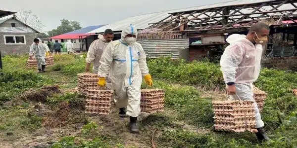 नेपाल में तेजी से फैल रहा बर्ड फ्लू संक्रमण, काठमांडू बना हॉटस्पॉट
