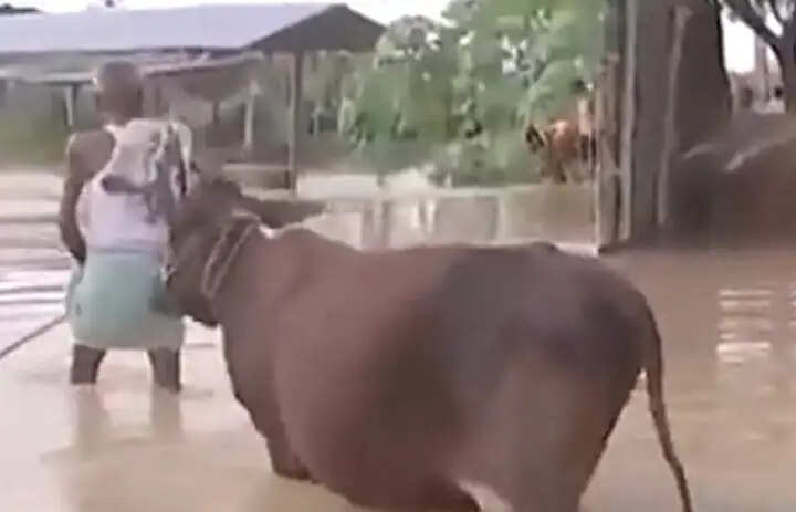 जवहीं दियारा से पलायन की तैयारी, गंगा के बढ़ते जलस्तर ने बढ़ाई चिंता नेपाल में जल प्रहार की त्रासदी की आशंका के बीच ग्रामीणों में खौफ,