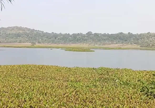 मप्र के विदिशा जिले का कागपुर क्षेत्र पक्षी कंजर्वेशन रिजर्व घोषित
