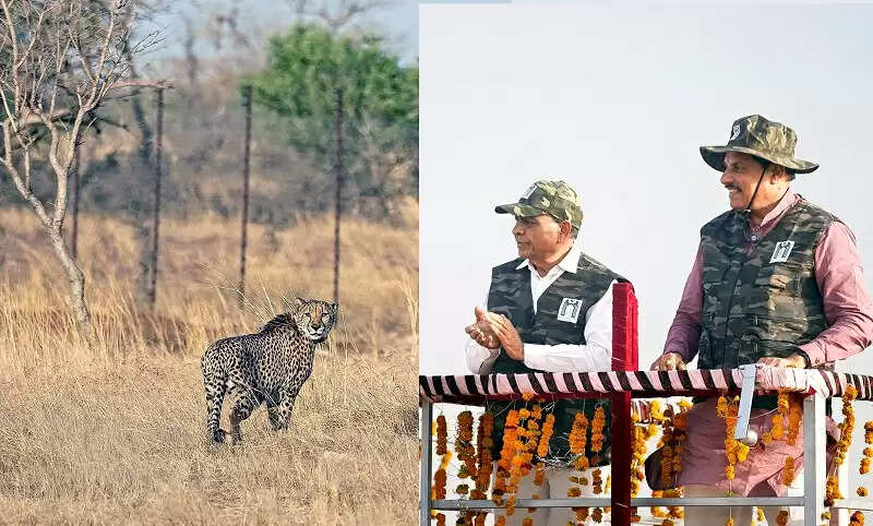 मप्र के मंदसौर का गांधी सागर अभयारण्य बना चीतों का नया आशियाना, मुख्यमंत्री ने छोड़े दो चीते