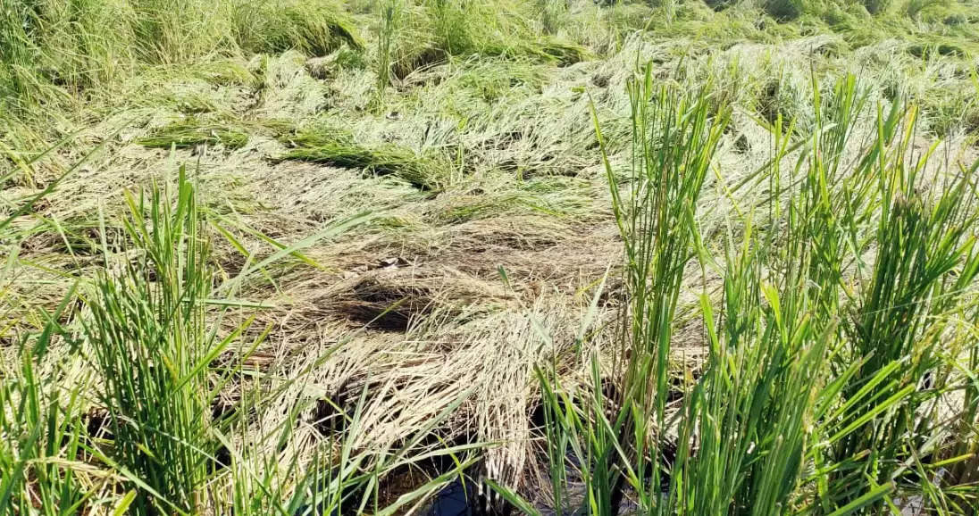 सोनीपत: बरसात हुई तो शहर झील बना, धान की फसल में भारी नुकसान