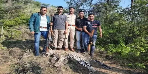 (अपडेट) उदयपुर में एक तेंदुए को मारी गोली, अभी कन्फर्म नहीं यही था आदमखोर