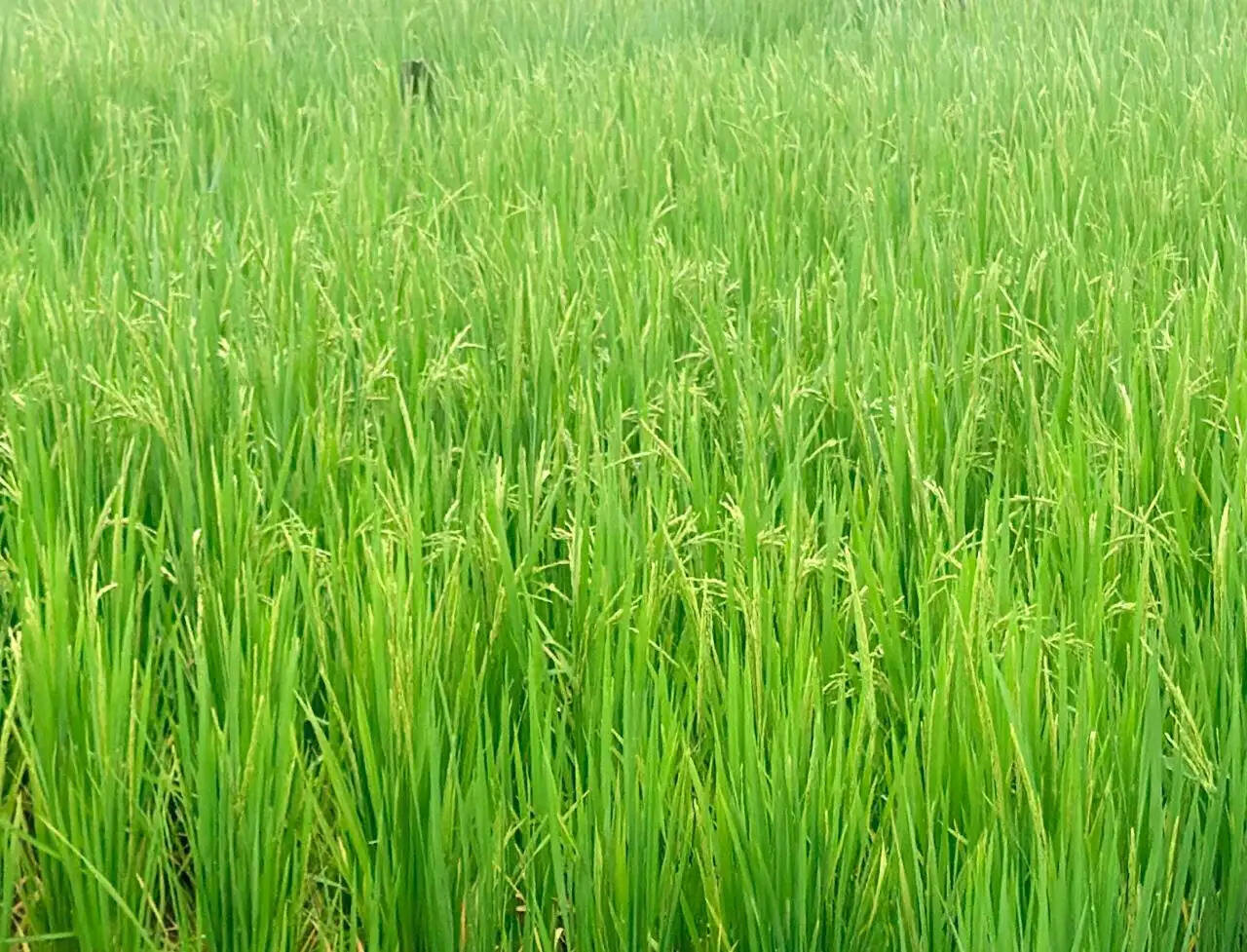 धान की फसल में बालियाँ निकलने की अवस्था, महत्वपूर्ण है उचित फसल प्रबंधन : एनआईबीएसएम
