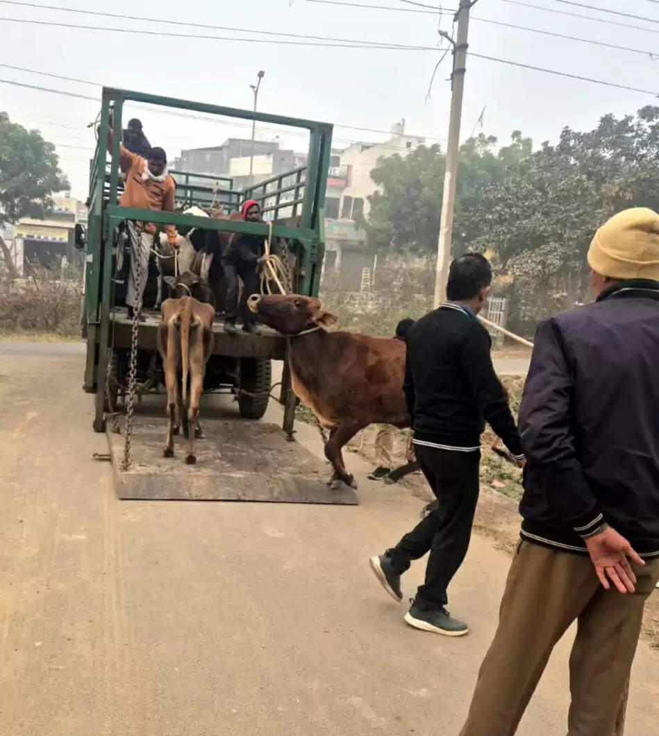 फरीदाबाद : निगम की टीम ने सात दिनों में 40 गौवंश गौशाला भिजवाए