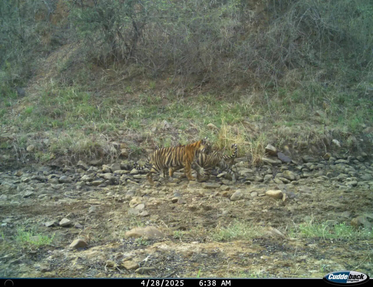 रणथंभौर टाइगर रिजर्व में बाघिन आरबीटी-2313 ने दिया दो शावकों को जन्म