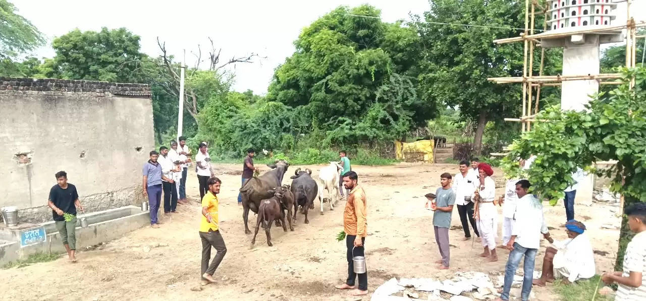 शाहपुरा में पशुओं को रोगमुक्त करने के लिए अनूठा उत्सव