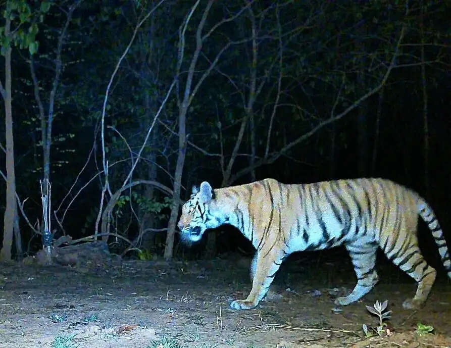 आठ बरस बाद जंगल में गूंजी बाघिन की दहाड़