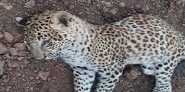 गुना में तालाब किनारे मिला तेंदुए का शव, वाहन की टक्कर से मौत की आशंका