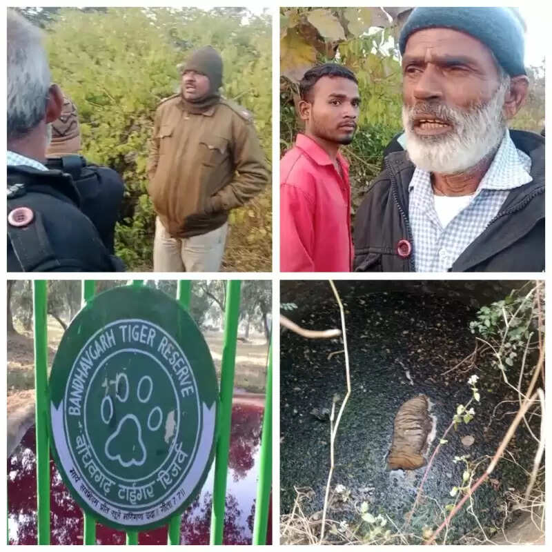 मप्रः बांधवगढ़ टाइगर रिज़र्व क्षेत्र में पुराने कुएं में मिला बाघ का शव, 24 घंटे में दूसरी मौत