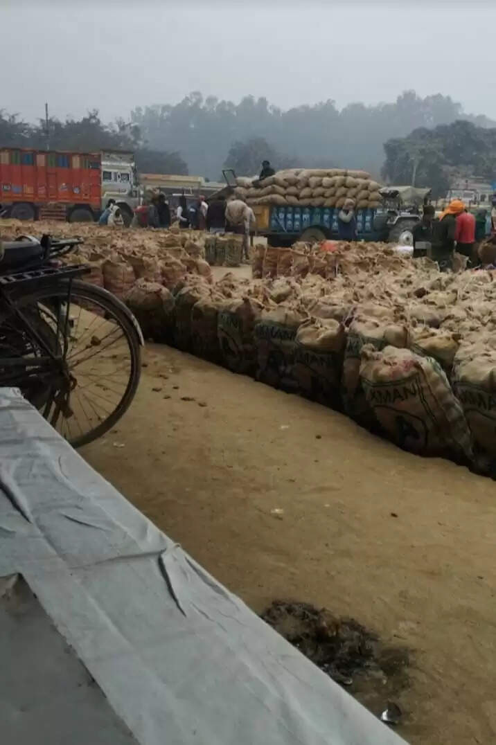भीषण शीत लहर में आलू मंडी सातनपुर में आलू की आवक बड़ी