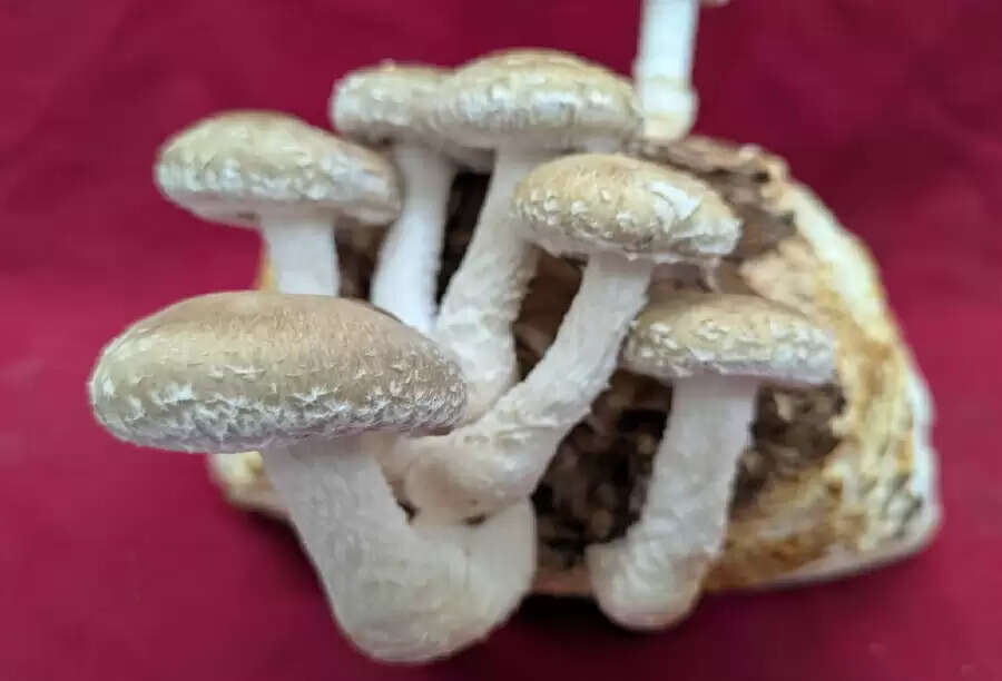अब कुपोषण दूर करेगा लौहयुक्त शिटाके मशरूम