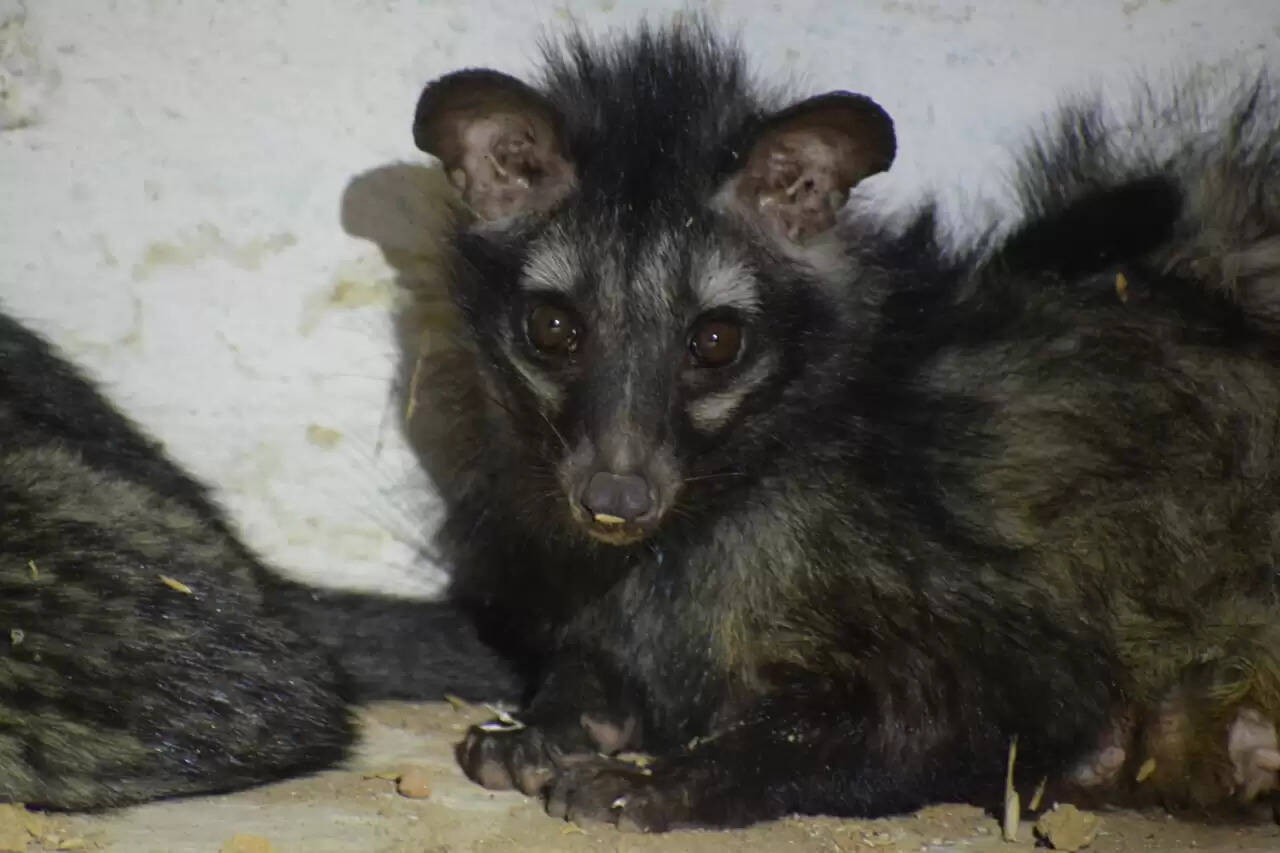 कोरबा : वन विभाग और नोवा नेचर वेलफेयर सोसायटी ने बचाई एशियन पाम सिवेट की जान