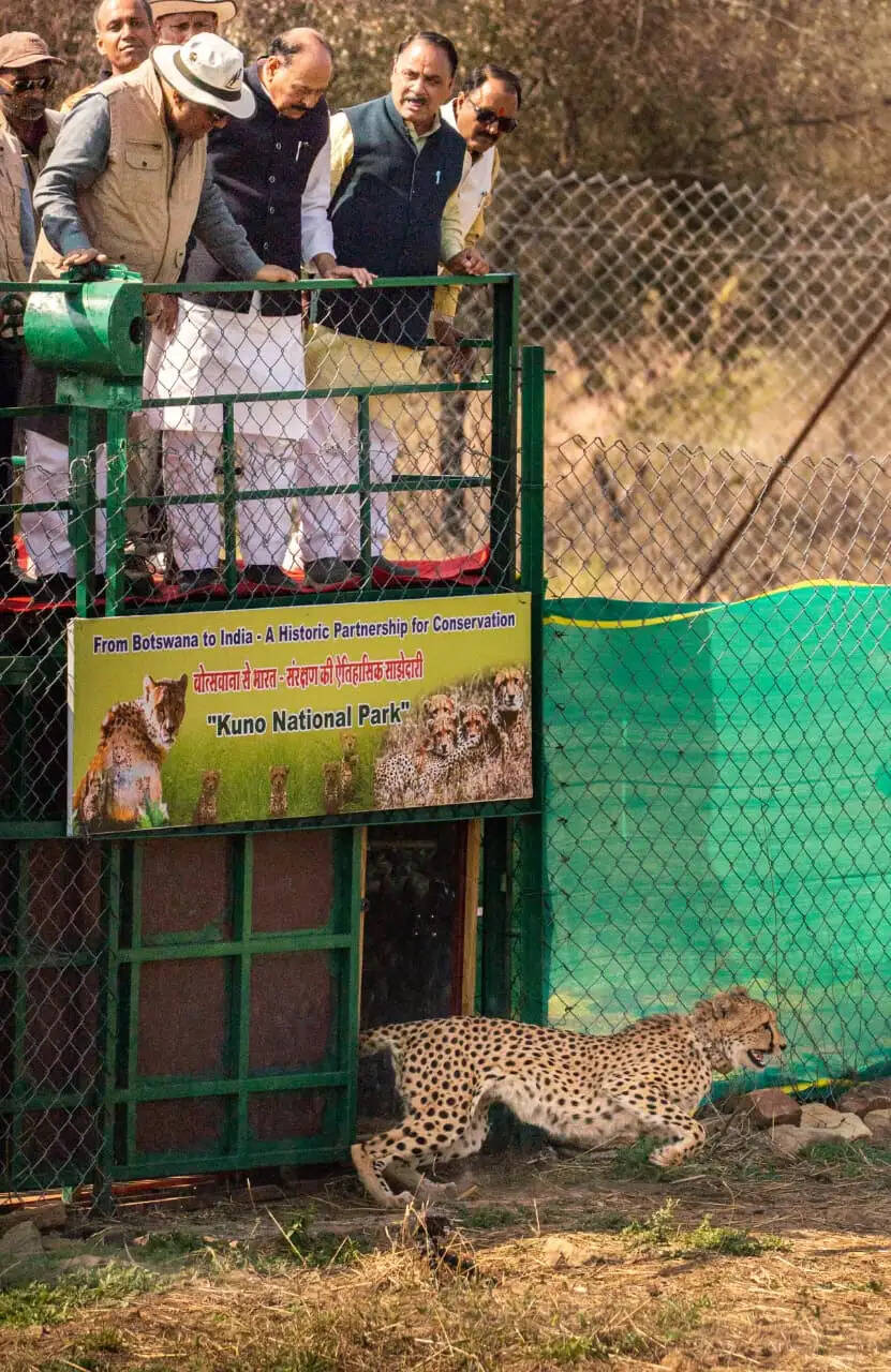 (अपडेट) बोत्सवाना से भारत पहुंचे 9 चीते, संख्या 48 हुई