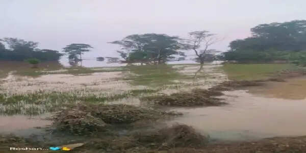 रायगढ़&nbsp;&nbsp;में&nbsp;महानदी की बाढ़ से तटीय इलाकों में फसलें जलमग्न, किसानों को भारी नुकसान की आशंका