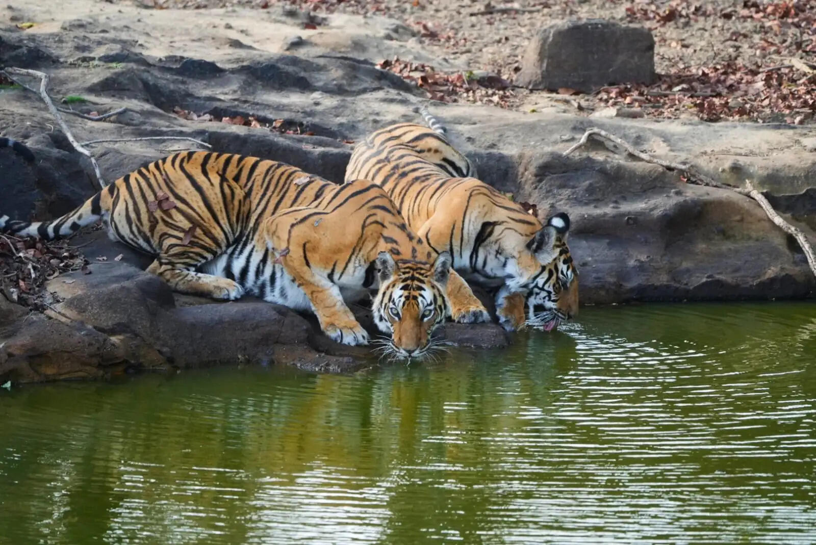 बांधवगढ़ टाइगर रिजर्व का कोर जोन पर्यटकों के लिए बंद, पर्यटन सत्र में पहुंचे 2.11 लाख से अधिक सैलानी