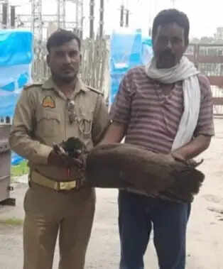 हाईटेंशन लाइन ने छीनी राष्ट्रीय पक्षी की उड़ान