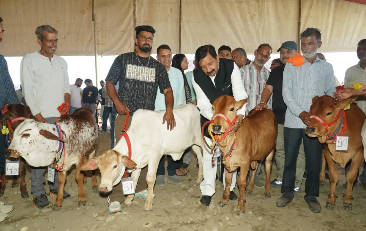 हरोली उत्सव में पशु मेला, कांगड़ के देसराज की गाय ने लूटी महफिल