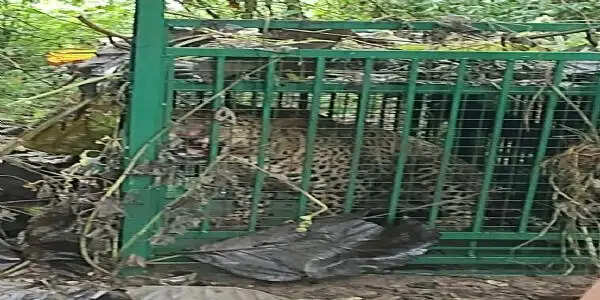 मुरादाबाद : ठाकुरद्वारा रेंज के ग्राम लौंगी खुर्द में तेंदुए का रेस्क्यू