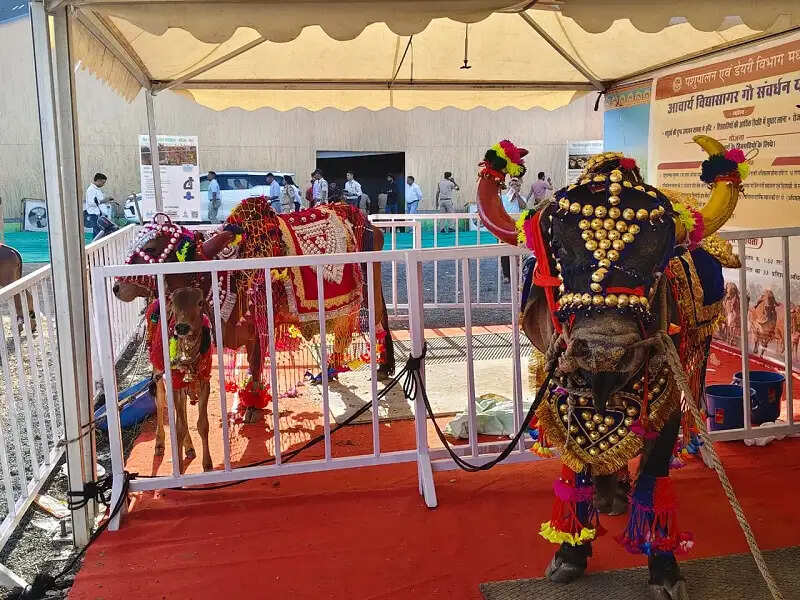 उन्नत कृषि महोत्सव 2026 में जाफराबादी भैंस बनी पशुपालकों, किसानों का मुख्य आकर्षण
