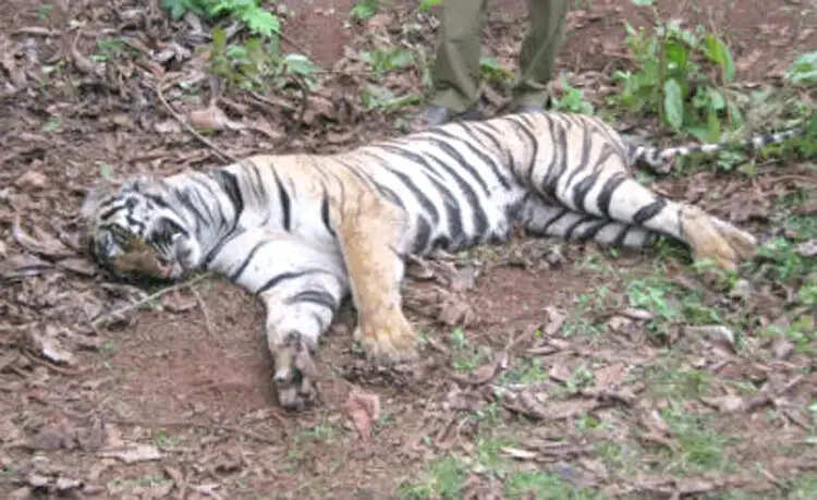 हरिद्वार में बाघ की हत्या से सनसनी, चारों पैर काटे गए, एक आरोपित दबोचा, एक फरार