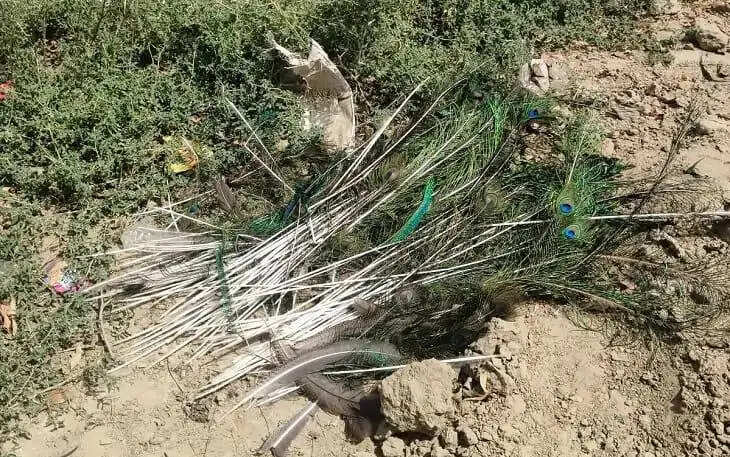 पानीपत में राष्ट्रीय पक्षी मोर की हत्या, वन्यजीव संरक्षण कानून के तहत मामला दर्ज