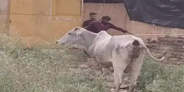 रेवाड़ी में पशु हमले से दो मौतों के बाद तीन पशुपालकों पर केस दर्ज